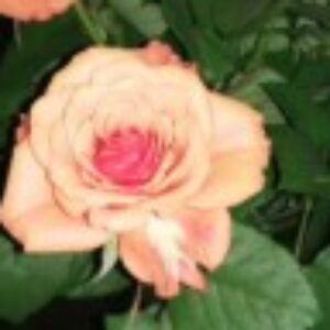 Profil billede af Inge